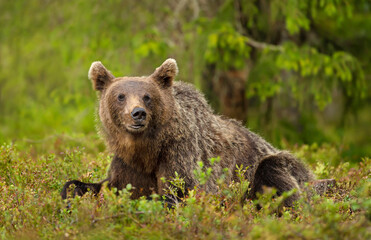 Naklejka na ściany i meble Eurasian Brown bear lying on grass in forest