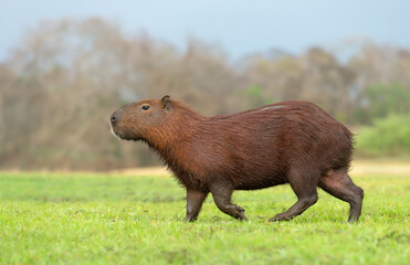 Close up of Capybara on a river bank