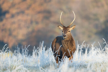 Close up of a young Red deer stag in winter