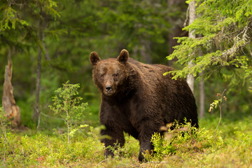 Obraz na płótnie Canvas Close up of an Eurasian Brown bear in a forest