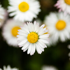 Obraz premium Closeup of a daisy ion a spring day