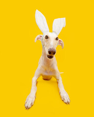 Happy easter spanish greyhound dog wearing bunny rabbit ears. Isolated on yellow backgorund
