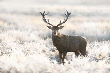 Close up of a Red deer stag in winter