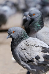 rock pigeon in the city