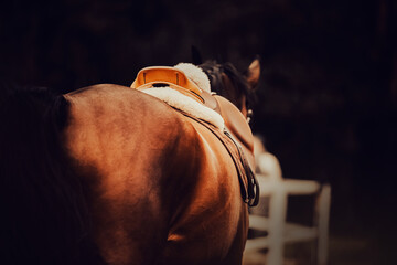 Rear view of a saddled bay horse with a dark tail on a dark evening. Equestrian sports and horse...