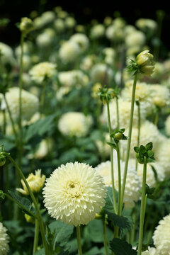 Yellow ball Dahlias Garden