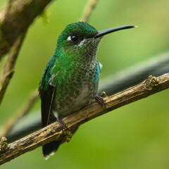 Fototapeta na wymiar Hummingbird in Mindo, Ecuador, South America 