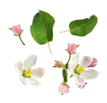 Set of apple tree flowers, leaves  and buds isolated on white or transparent background