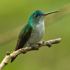 Hummingbird in Mindo, Ecuador, South America
