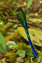 Hummingbird in Mindo, Ecuador, South America
