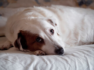 A white dog lies in bed. Lifestyle, life as it is.