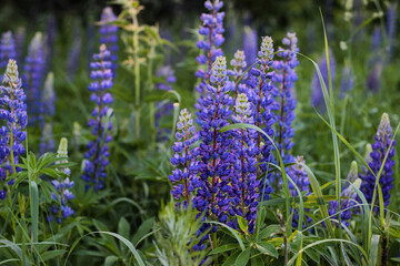 purple blue lupins in a green field in the garden in the shade on a summer day