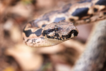 Portrait of Malagasy ground Boa, nonvenomous, gray-brown colored snake, endemic to Madagascar in its typical moist forest environment. Madagascar wildlife.