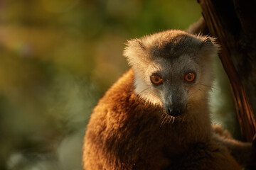 Wildlife of Madagascar: portrait of  Black lemur,  Eulemur macaco, female, lemur  in moist forest, lit by morning sun rays. Eye contact, golden fur, bright orange eyes. Sambirano, Madagascar.