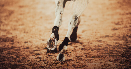 A white horse gallops, stepping with shod hooves on a sandy arena. Equestrian sports and horse...