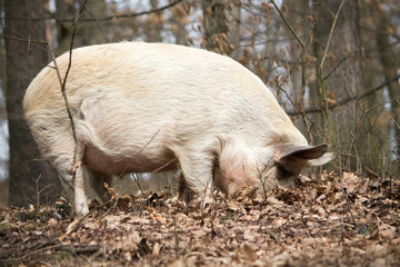 wild pig eats mushrooms and acorns in the Czech forest