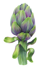Obraz premium Artichoke illustration as an isolated object on white background. Raw vegetable element that can be used for recipes or packaging design