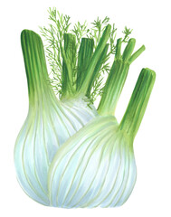 Fennel illustration on a transparent background. An isolated raw vegetable ingredient, can be used for recipes 