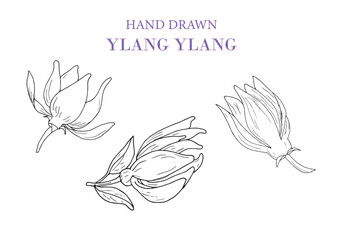 Hand drawnYlang Ylang vector drawing set. Isolated illustration of a medical flower. Beauty and spa, cosmetic ingredients.