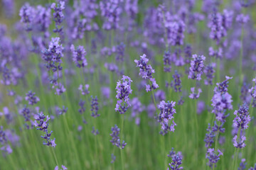 Fototapeta premium Lavandula angustifolia, Hidcote. Field of Lavender. Close up of purple lavender flowers background. Blooming Lavandula officinalis. Purple blue summer flower. Lavender bushes closeup 