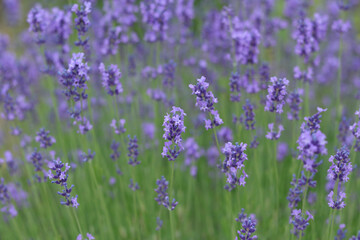 Lavandula angustifolia, Hidcote. Field of Lavender. Close up of purple lavender flowers background. Blooming Lavandula officinalis. Purple blue summer flower. Lavender bushes closeup 
