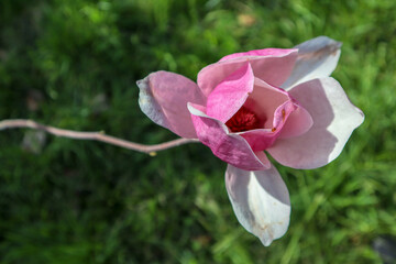Fototapeta na wymiar beautiful pink magnolia soulangeana flower close up