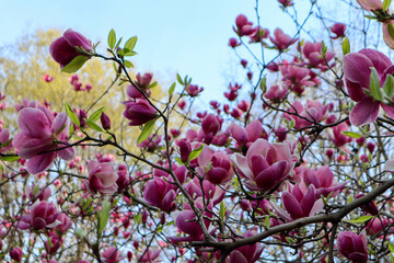 beautiful pink magnolia soulangeana tree in bloom