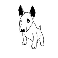 Vector hand drawn illustration of bull terrier, line art