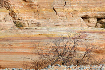 Dry bush and the cliff - Valley of Fire State Park, Nevada