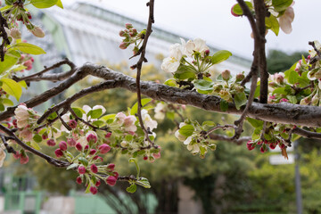 Apple tree blossoms in garden of plants
