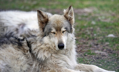 Fototapeta premium Sleeping young Wolfdog - Canada