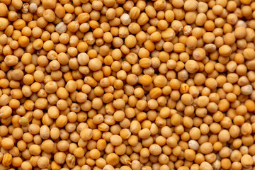 White mustard seeds texture. Background with copyspace. Close up. Top view