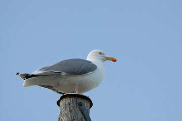 Seagul at Hitra, Norway. 