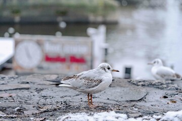 Pigeon in Vltava