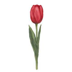 Watercolor illustration of a red tulip on a white background. Isolated illustration for your design.