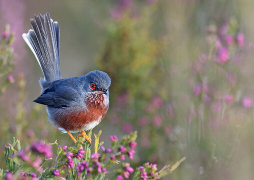 Colorful dartford warbler (Sylvia undata) perched on a bush with pink flowers. Exotic bird with red and blue colors looking at the camera. Nature background of a mediterranean wild bird. Zamora, Spain