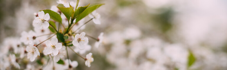 Cherry tree branch in flowers in spring. Cherry flowers close up