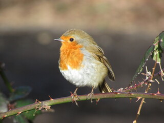 Friendly robin on a branch sitting in the sun