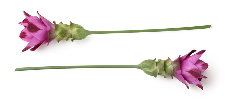 two exotic pink turmeric / curcuma flowers in different positions isolated over a transparent background, floral design elements