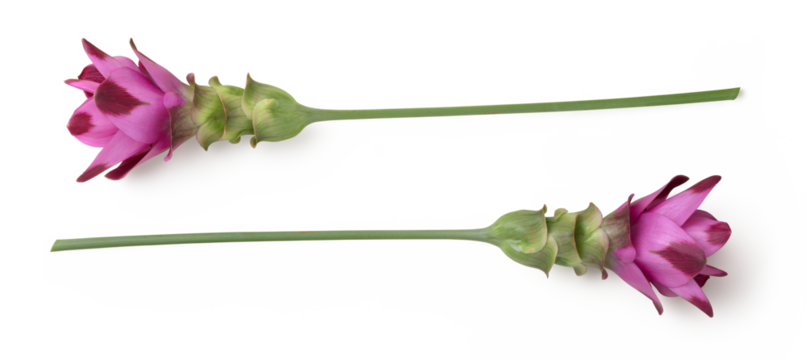 two exotic pink turmeric / curcuma flowers in different positions isolated over a transparent background, floral design elements