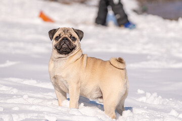 A pug dog looks at the camera. Close-up of a pug in the snow.