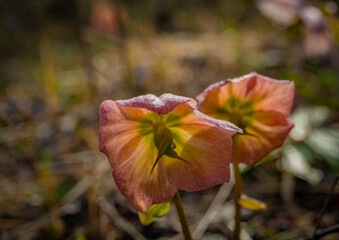 Fototapeta premium Helleborus viridis flower wild in mountains in north Slovenia