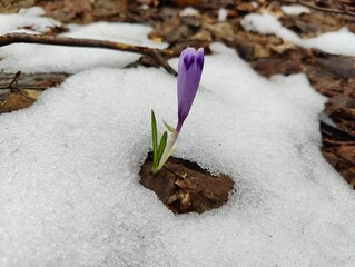 crocus in snow, first spring flowers