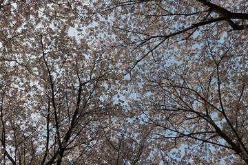 나무, 겨울, 네이처, sky, 나무, 눈, 가지, 나무, 서리, cold, blue, 경관, 나무, 가지, 백, 아이스, 계절, 냉동, 나무, 공원, 봄, 가을, 눈이, 가을, 여행용가방