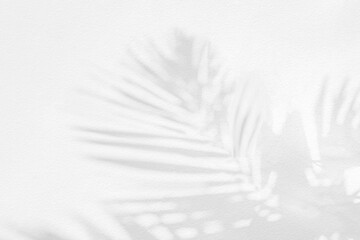 Gray shadow of natural palm leaf abstract background falling on white concrete wall texture for...