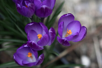 Fototapeta premium Lila Tulpen von oben