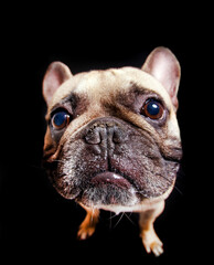 French bulldog with tongue out on a black background. Close up.