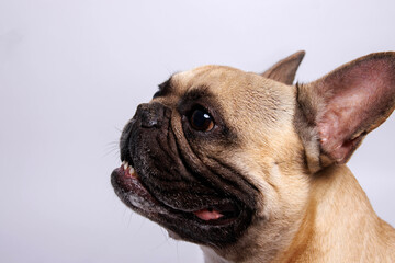 Obraz premium Cute French bulldog photo-shooting in studio