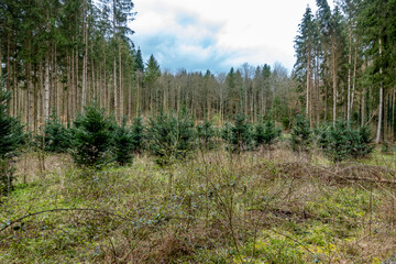 Wiederaufforstung nach Kahlschlag im Mischwald
