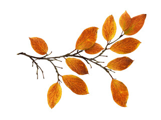 Autumn twig with colorful leaves isolated on white or transparent background - 588100742